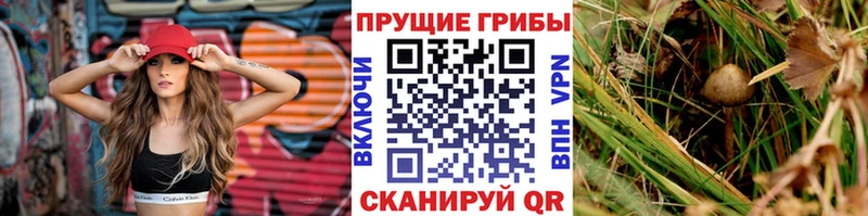 где можно купить   Кыштым  Галлюциногенные грибы мухоморы 